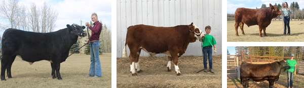 Timed Auction Yellowhead 4H Beef Sale  